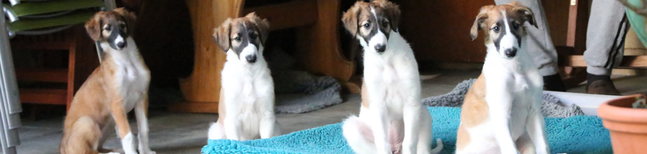 borzoi